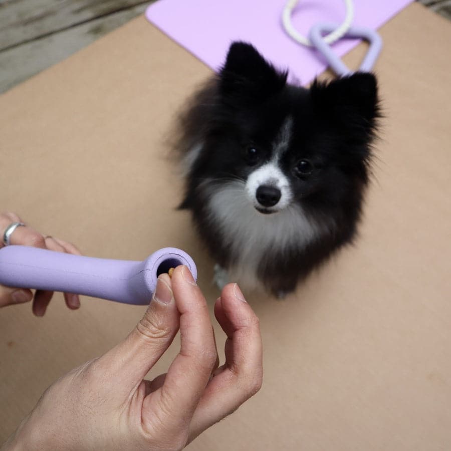 Small black and white dog looking at a purple pet toy held by a person.