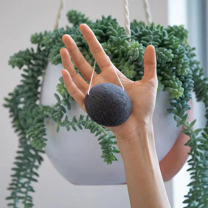 Konjac Facial Sponge - Charcoal - Ecoesse 