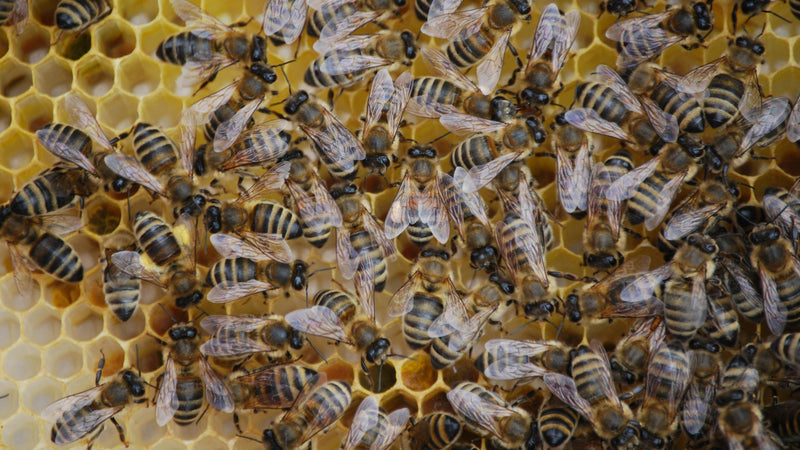 Championing Our Crucial Pollinators