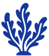 Plants 2 kelp in Canada