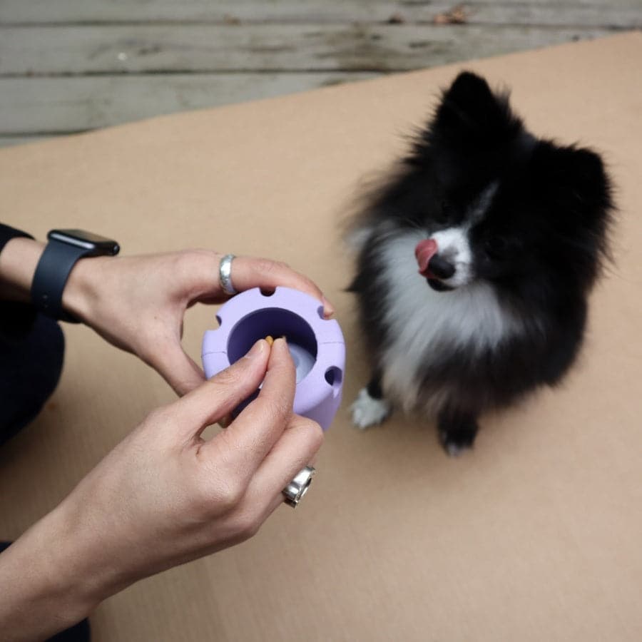 Person holding a purple pet toy next to a small black and white dog on a wooden deck.