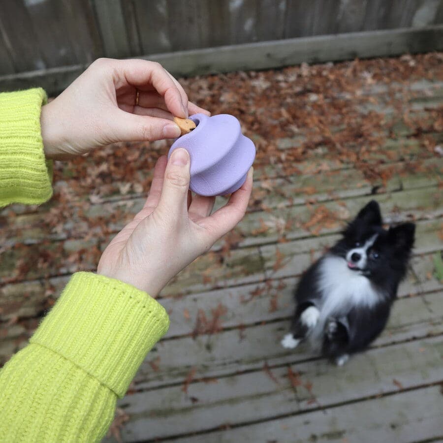 Person holding a purple pet toy with a dog watching outdoors.