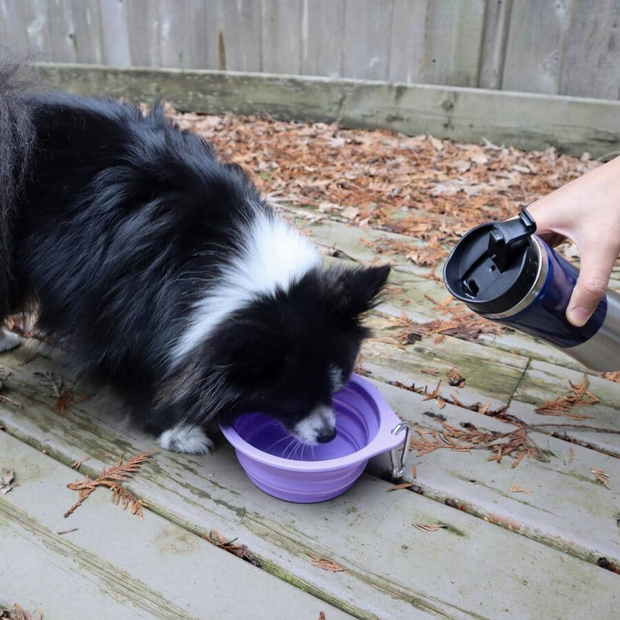 Dog drinking from a purple bowl on a wooden deck with a person holding a water bottle.