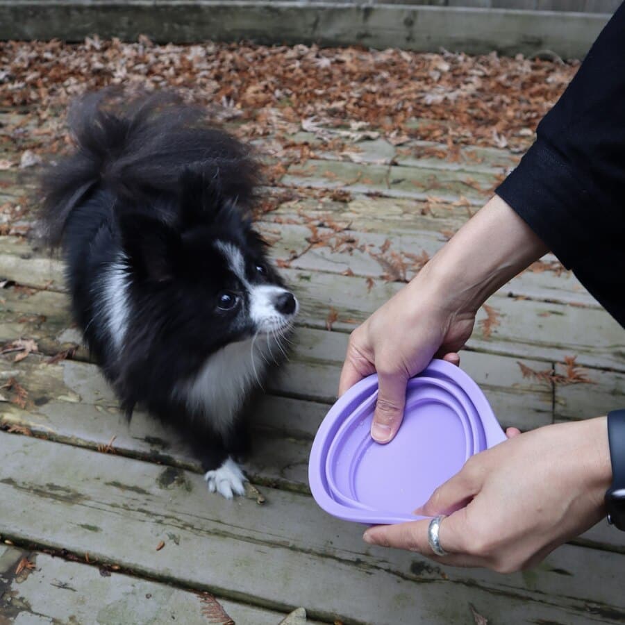 Person holding a purple silicone lid next to a small black and white dog on a wooden deck.