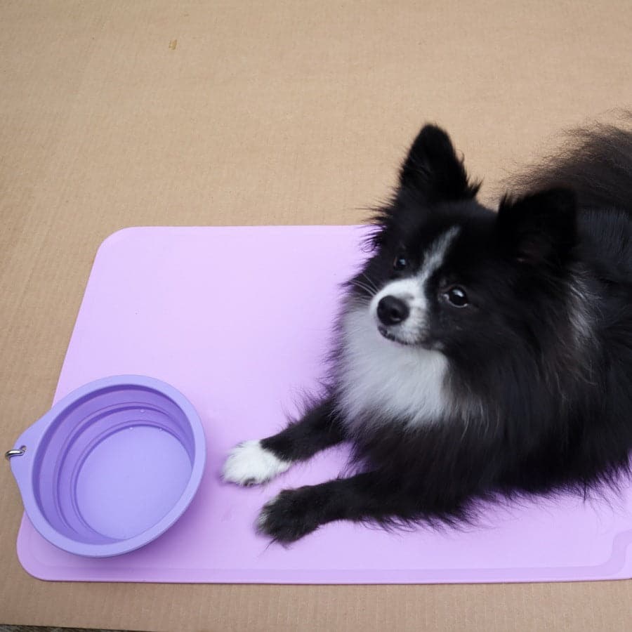Black and white dog lying on a purple mat with a purple bowl next to it.