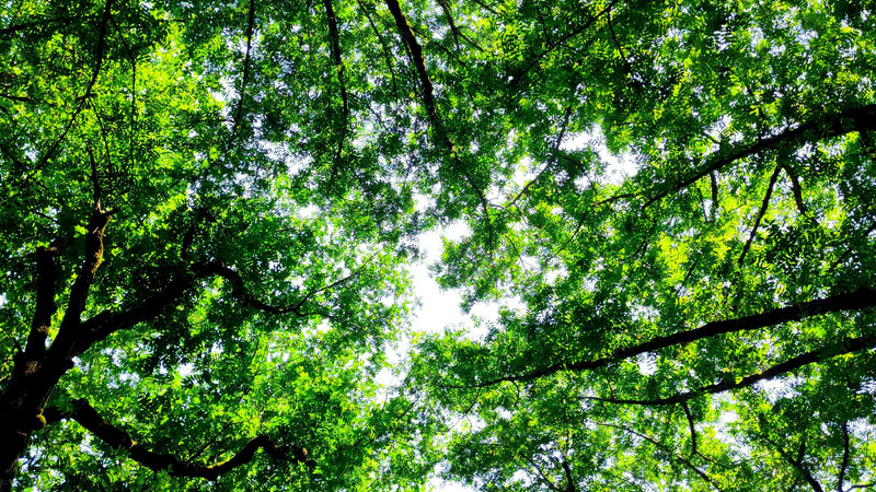 Breathing Life Back into Forests